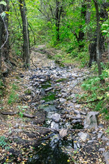 Brook in the forest between the stones.