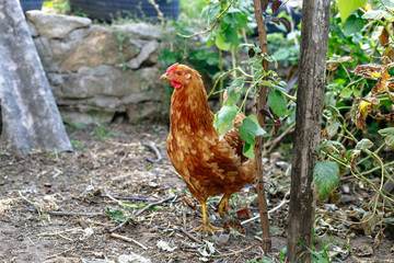 Red chicken in the village.