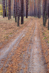 The road in the pine forest in the autumn.