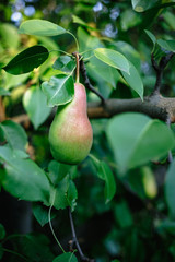 Beautiful ripe pear on the tree.