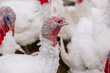 Breeding turkeys on a farm.