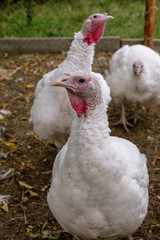 Breeding turkeys on a farm.