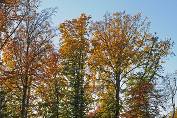Fototapeta premium Bäume im Herbst