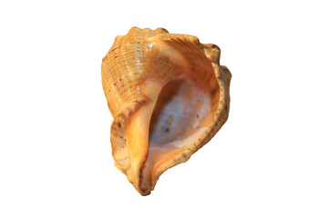 shell isolated