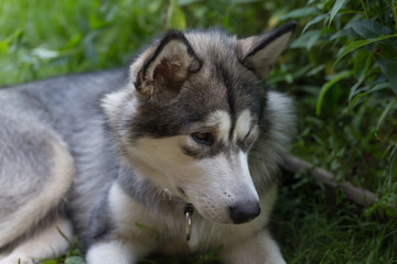 Naklejka na ściany i meble Dog breed alaskan malamute in a garden. Shallow depth of field. Selective focus