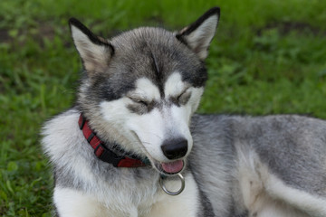 Dog breed alaskan malamute in a garden. Shallow depth of field. Selective focus