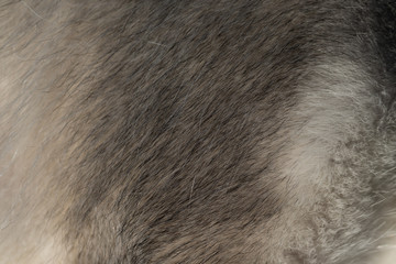 Fur of dog breed alaskan malamute for background