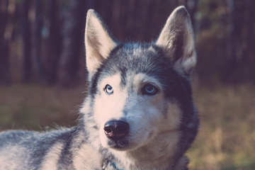 Dog breed husky on the walking in a forest. Selective focus. Toned