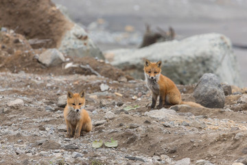 Young cute little foxe on a stony sea coast. Selective focus