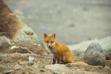 Young cute little foxe on a stony sea coast. Selective focus. Toned