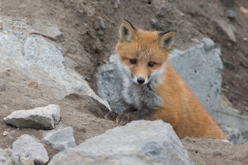 Young cute little foxe on a stony sea coast. Selective focus