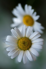 Fototapeta premium White chamomile (matricaria) in a garden on blured background. Shallow depth of field. Selective focus