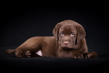 labrador retriever