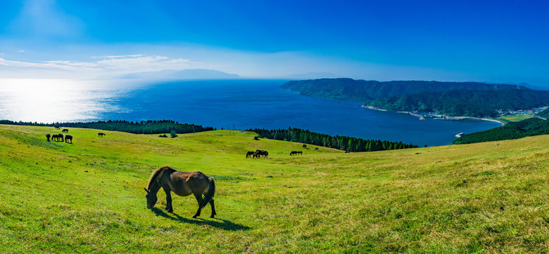 ［都井岬］ 御崎馬は野生化した貴重な存在として野生馬の中では唯一国の天然記念物に指定されている