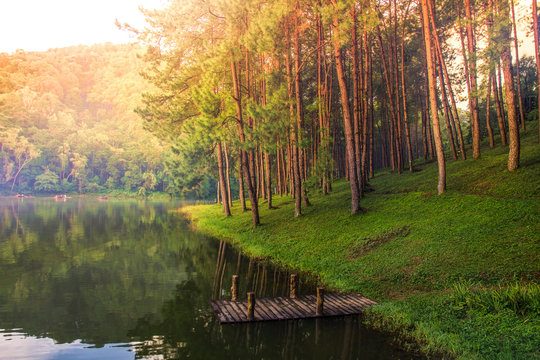 Fototapeta Tropical pine tree forest scene nature background