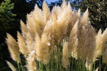 Herbes de la pampa