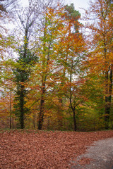 Forêt en automne