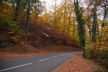 Obraz premium Forêt en automne