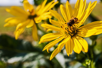 Nature Landscapes Flora, no People