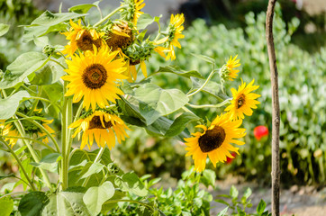 A close-up of the immature, green head and a bright flowering sunflower, beautiful sunflowers in a summer field. Growing young sunflower. The natural background of sunflower. 


