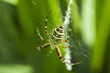 Spider patching the net