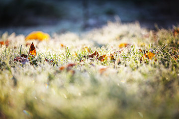 Frozen grass
