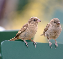 DUO