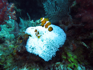 Falscher Cown-Anemonenfisch (Amphiprion ocellaris )