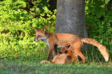 キタキツネの親子