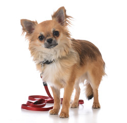 male long coat chiuhuahua