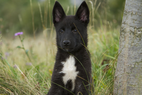 puppy of Russian-European huskies