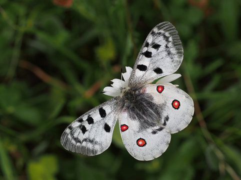 Apollofalter im Parc Ela