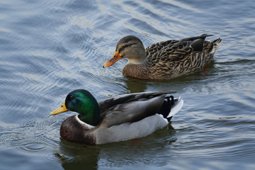 Entenpaar
