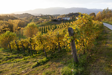 Vineyard in Italy, Prosecco area at sundown