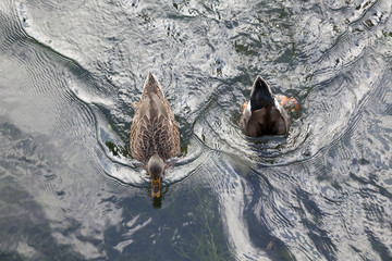 Two ducks diving in a stream