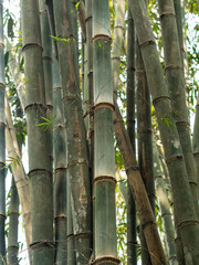 Bamboo - 181232026