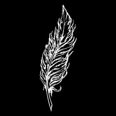 Monochrome black and white bird feather sketch line art vector