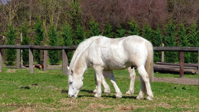 white horses grazing eating grass