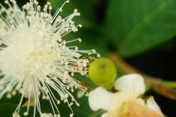 A bee crawling on a white flower, collecting honey, is very interesting