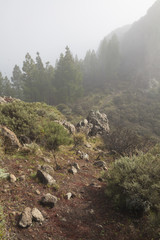 Coniferous mountain forest in the mist