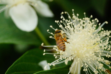 A bee crawling on a white flower, collecting honey, is very interesting
