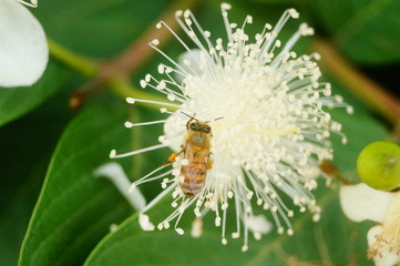A bee crawling on a white flower, collecting honey, is very interesting