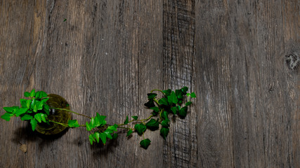 Green plant in glass vase on vintage wooden table