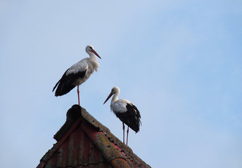 Zwei Störche am Elbe-Radweg