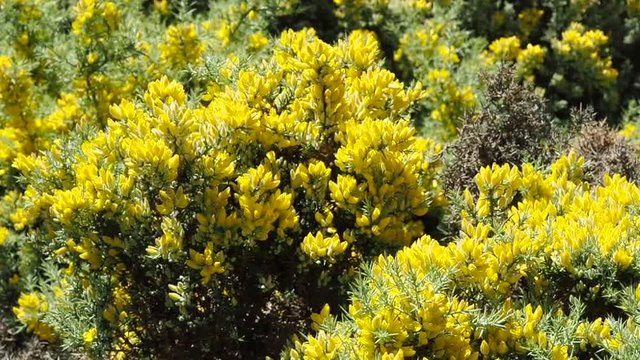 campo de flores silvestres, Aliaga,Ulex parviflorus, de color amarillo en movimiento por el viento que las mueve.