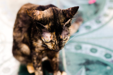 the cat thailand black and white