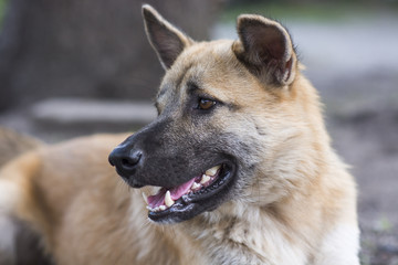 Lovely brown and white dog
