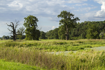 Obraz premium Oak Forest