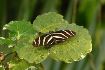 green leaf with butterfly