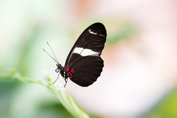 Tropical Passion-vine butterfly